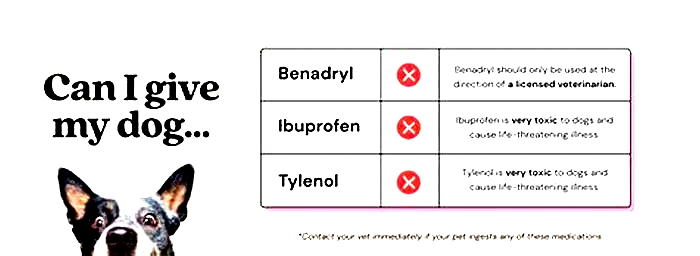 What happens if you give your dog too much antihistamine?