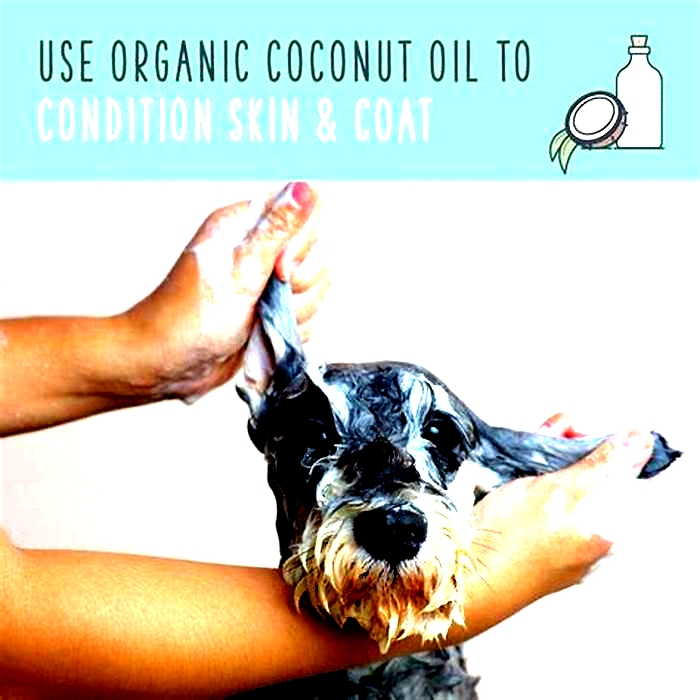 What happens if you rub coconut oil on your dog?