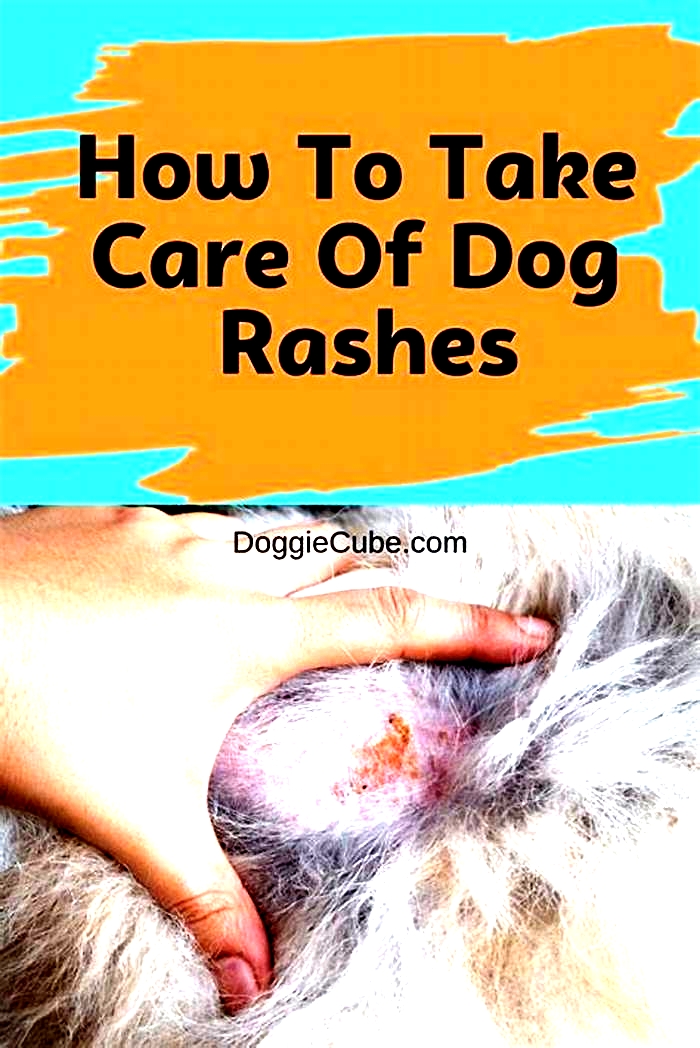 What human cream can I put on my dog's rash?