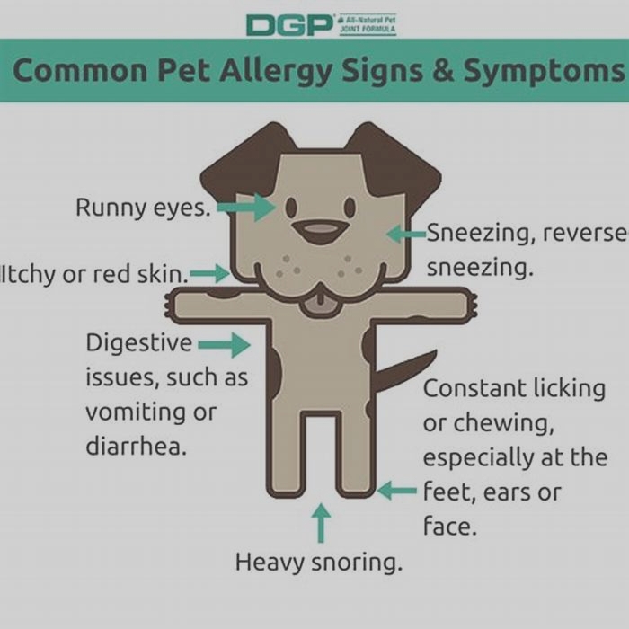 What is the #1 dog allergy?