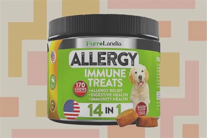 What is the best allergy medicine for dog allergies?