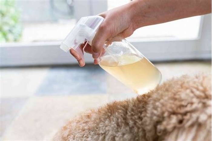 What is the best home remedy for dogs itchy skin?