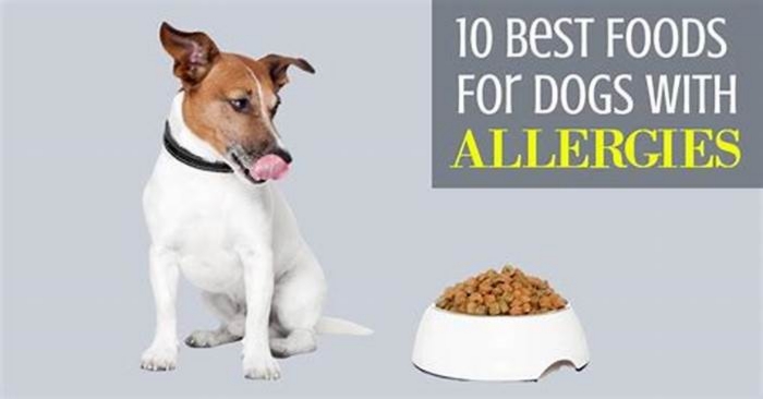 What is the best thing to give a dog for allergies