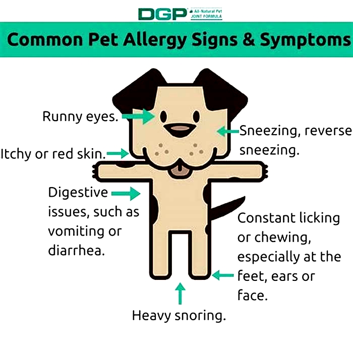 What is the most common dog allergy?