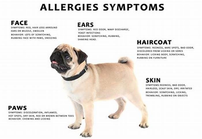 What is the most common dog to be allergic to