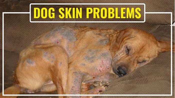 What is the most common skin problem in pitbulls