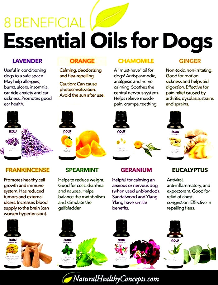 What oils are good for dog skin allergies