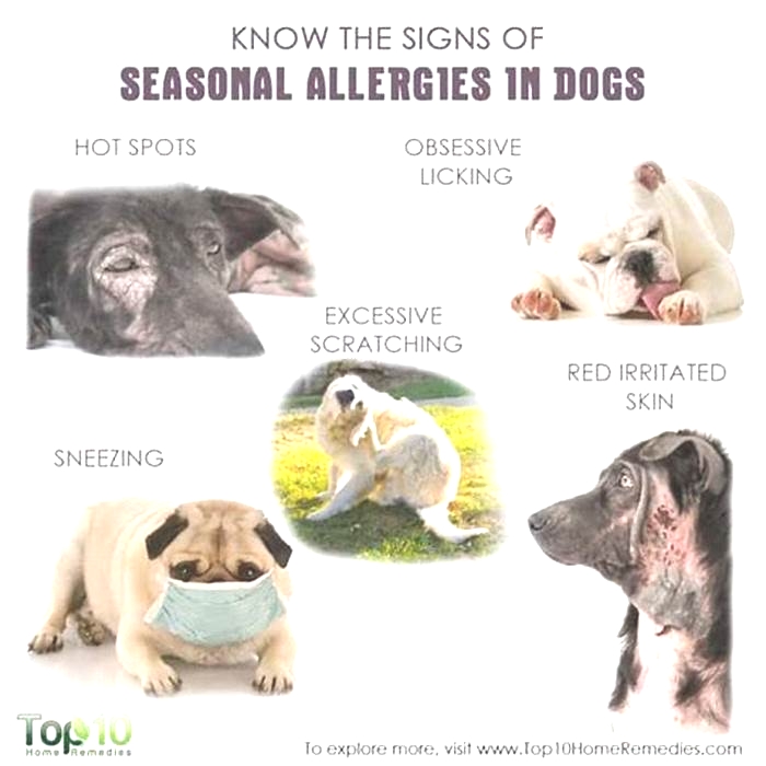 What season is worst for dog allergies?