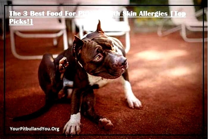 What to feed my pitbull with skin allergies?