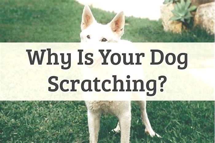 Why do I swell when my dog scratches me?