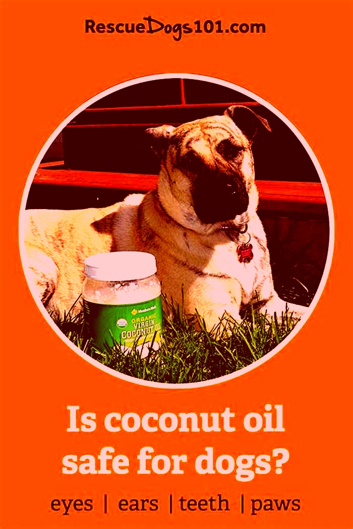 Why do people put coconut oil on pitbulls?