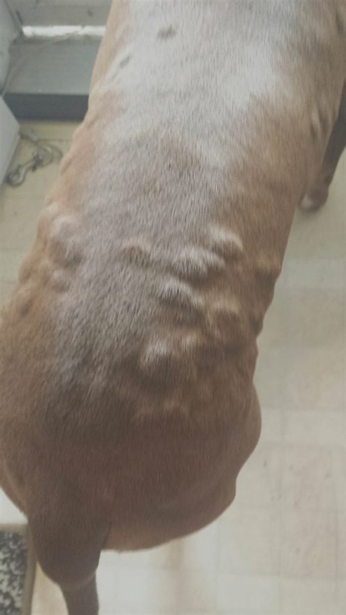 Why does my Pit Bull have bumps all over his skin?