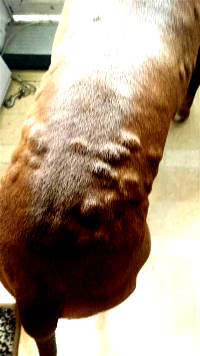 Why does my pitbull have bumps all over his skin