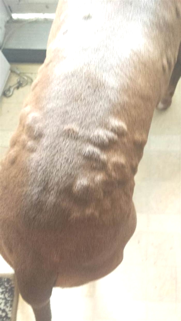 Why does my pitbull have bumps on his skin