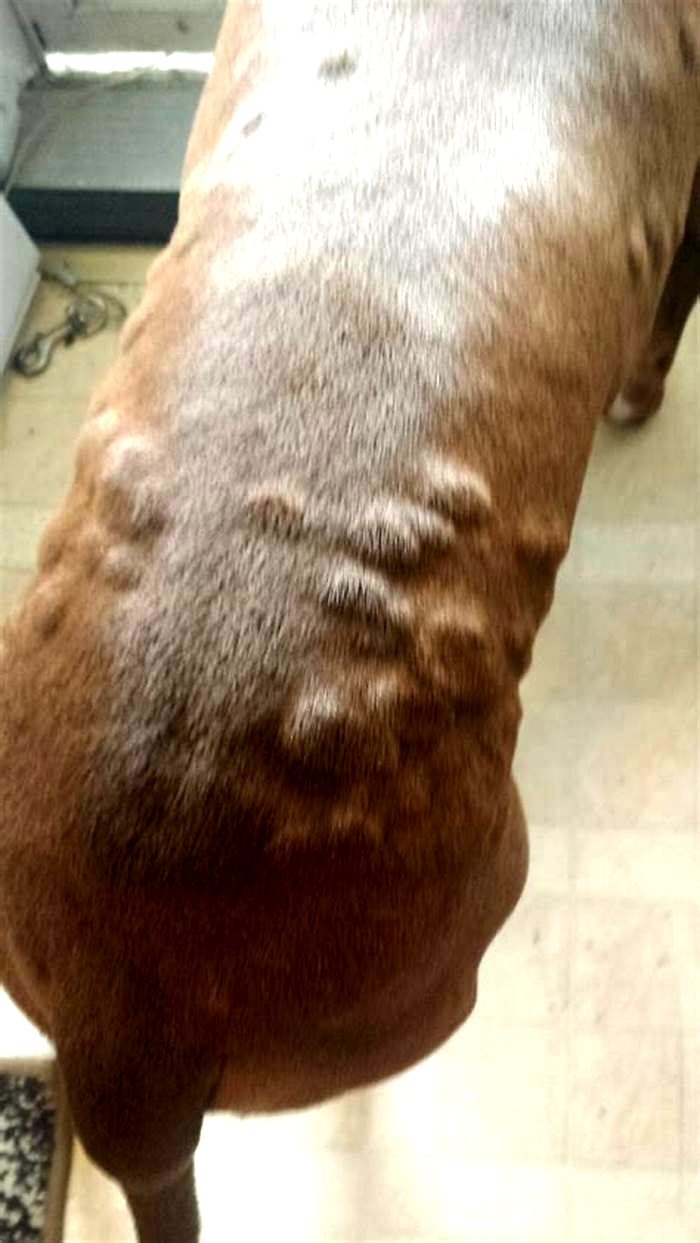 Why does my pitbull have little bumps on his skin?