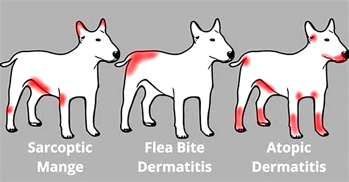 Why does my skin swell when my dog scratches me?