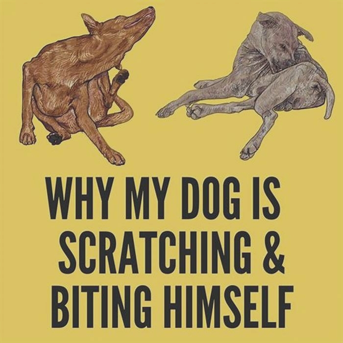 Why is my dog scratching and biting himself until he bleeds?