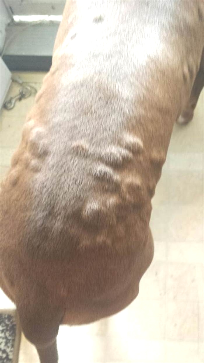 Why is my pitbull breaking out in bumps?