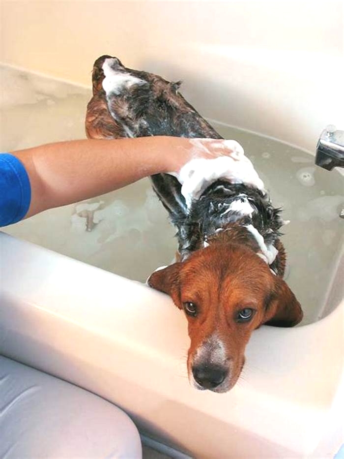 Will a bath help a dog with hives?