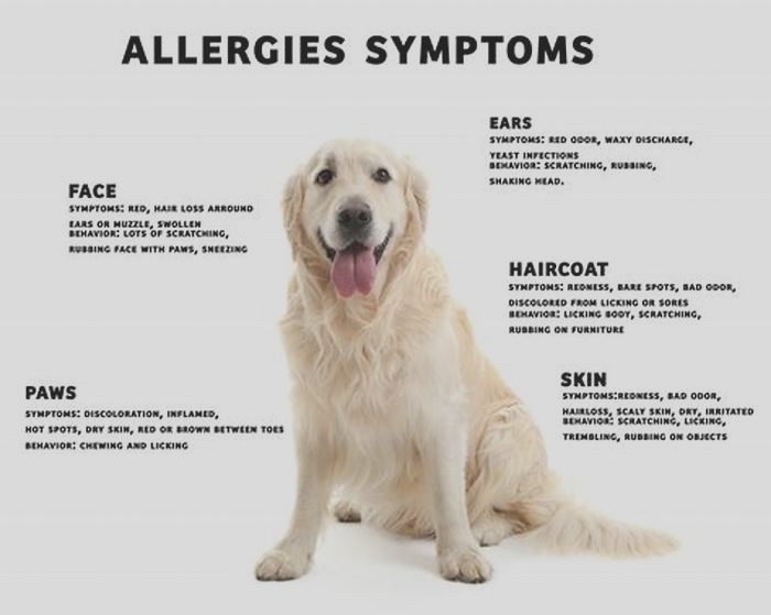 Will a dog s allergic reaction go away on its own