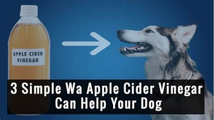 Will apple cider vinegar help my dog stop itching