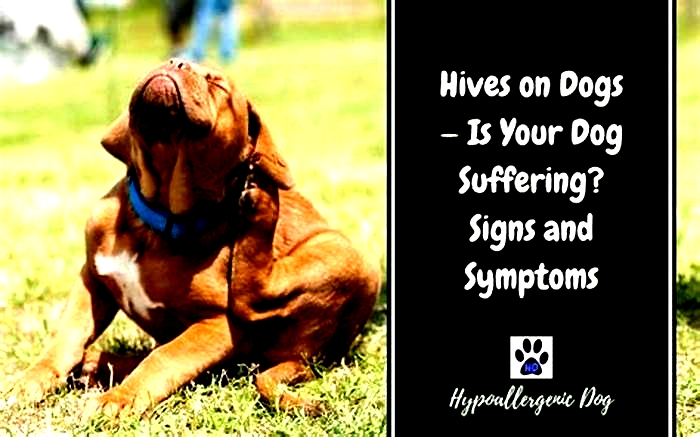 Will dog hives go away?